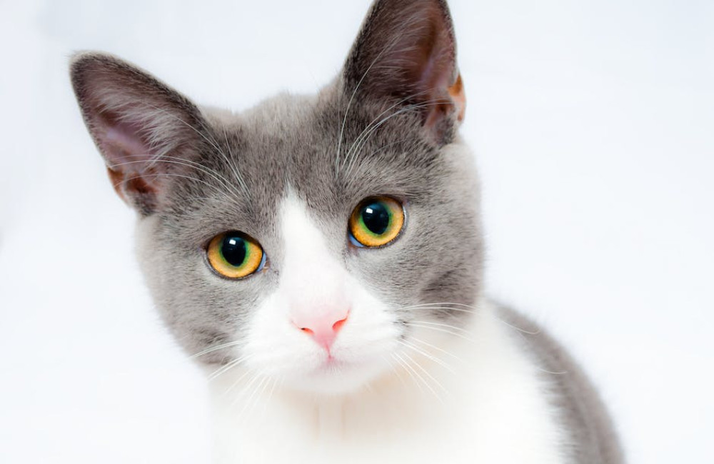Wat betekent de uitdrukking de kat uit de boom kijken?