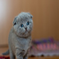 Wat betekent het spreekwoord 'de kat uit de boom kijken'?