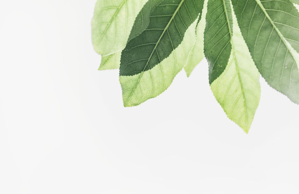 Waarom praten mensen tegen hun plant en werkt dat echt?