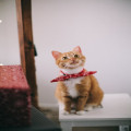 Waarom kunnen katten trillende staarten hebben en wat betekent het?
