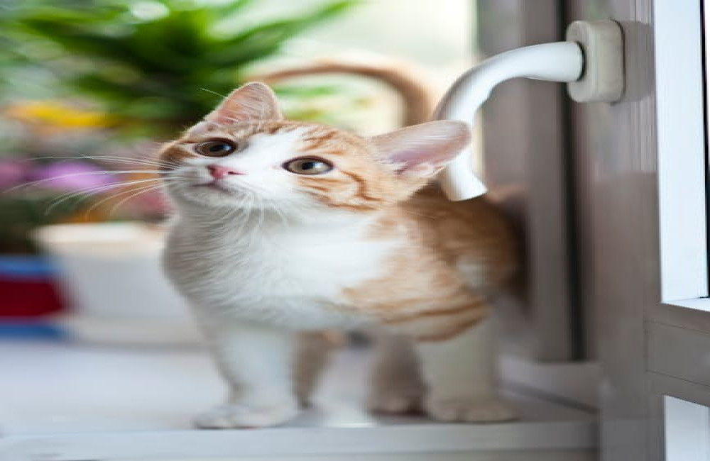 Wat betekent het wanneer iemand zegt ‘dat is een kat in het bakkie’?