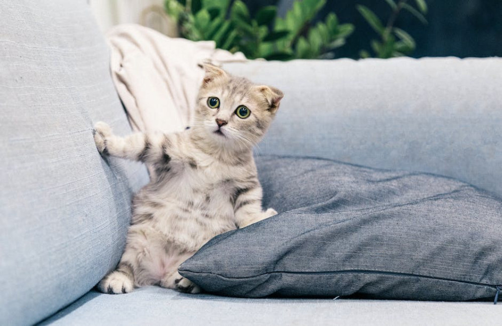 Wat betekent het als een kat je met haar kopje tikt