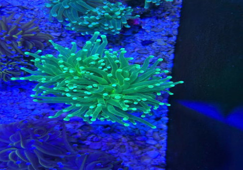 Hoe pas je de kleur koraal toe in een urban jungle interieur