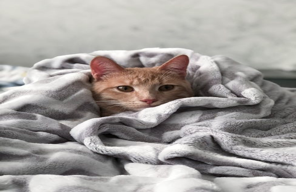 Waarom slapen we eigenlijk met een deken, zelfs als het warm is?