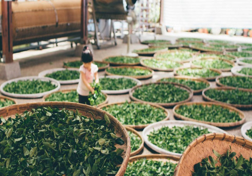 Een introductie tot oolong thee, voor de echte theeliefhebbers!
