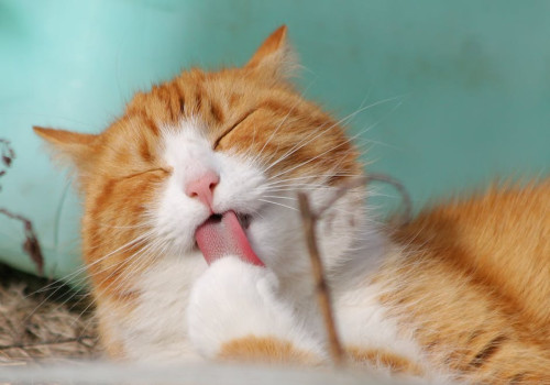 Waarom drinken katten uit de kraan en wat kun je eraan doen?