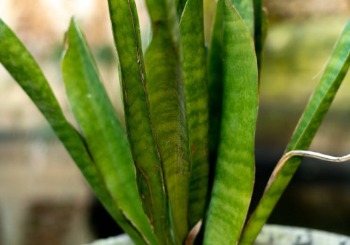 Waarom de sanseveria zo'n goede kamerplant is