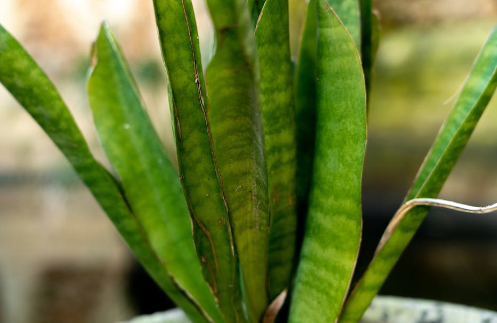 Waarom de sanseveria zo'n goede kamerplant is