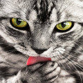 Waarom krijgen katten de 'gekke vijf minuten' na het eten?